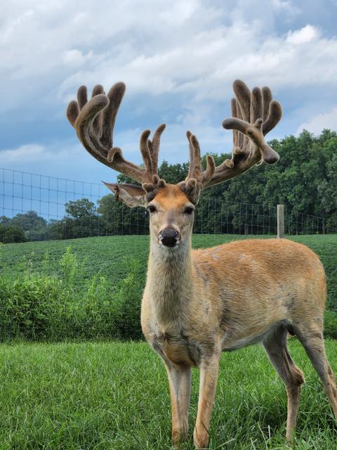 Morgan Wallen @2 Medium